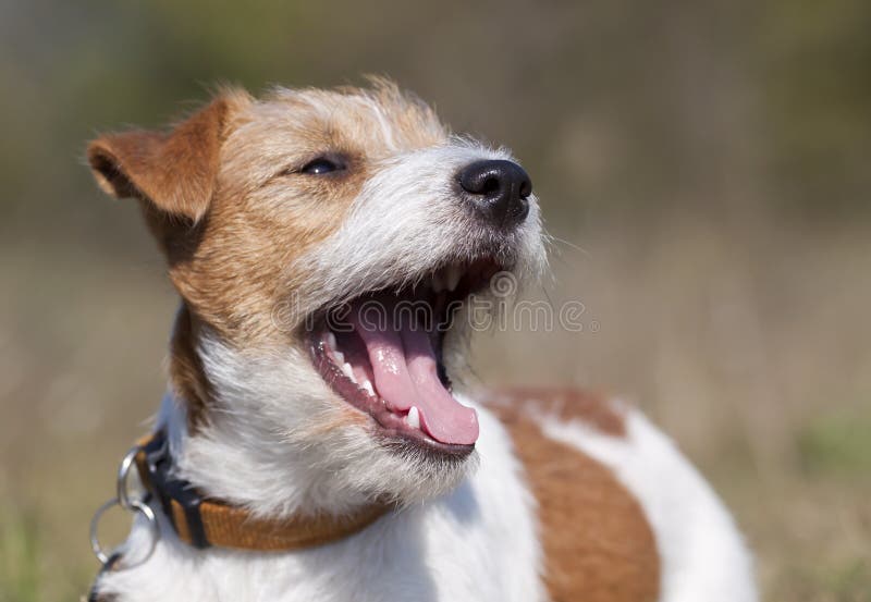 Funny Laughing Happy Pet Dog Stock Image - Image of russell, funny: 153284255 Funny Laughing Happy Pet Dog Stock Image - Image of russell, funny: 153284255