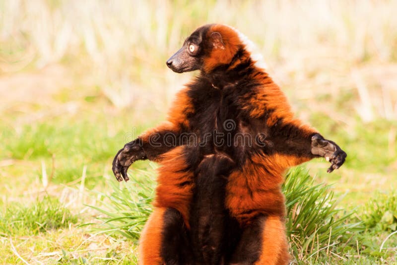Funny Lemur Varecia Rubra