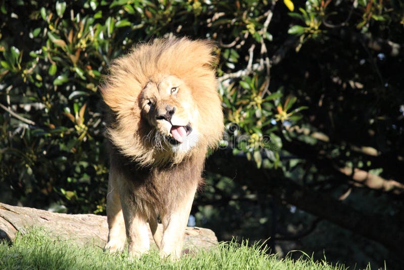 6,751 Funny Lion Stock Photos - Free & Royalty-Free Stock Photos from Dreamstime 6,751 Funny Lion Stock Photos - Free & Royalty-Free Stock Photos from Dreamstime