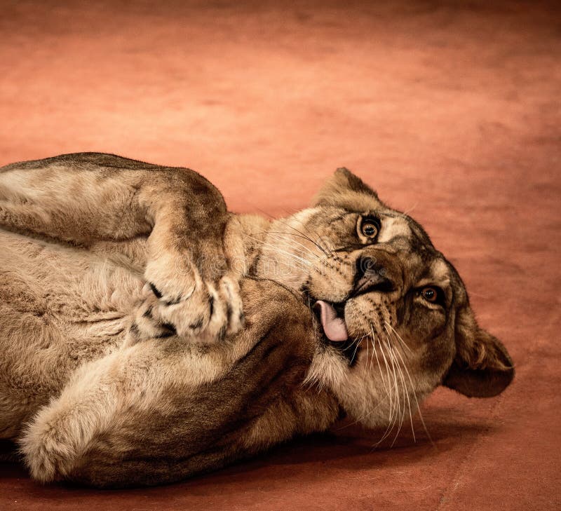 Close-up shot of funny lioness