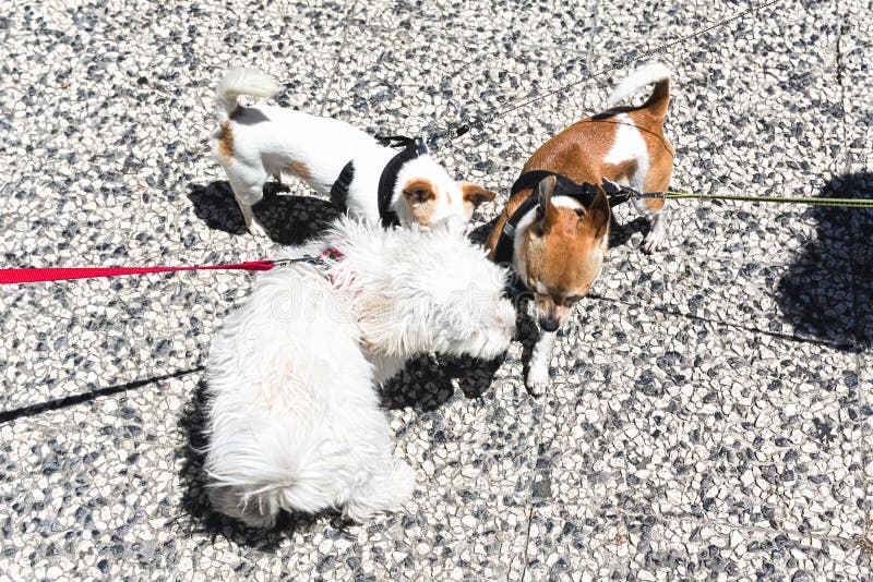 Funny little dogs on a walk. royalty free stock images Funny little dogs on a walk. royalty free stock images