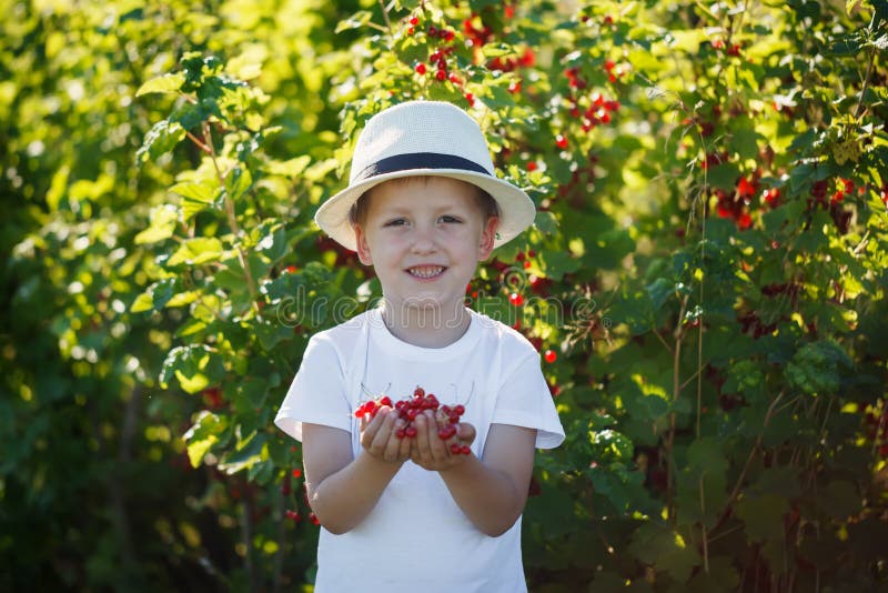 Funny little kid picking up red currants from currant bush in a garden