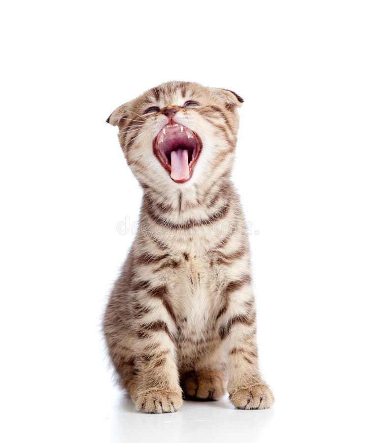 Funny little yawning Scottish fold kitten