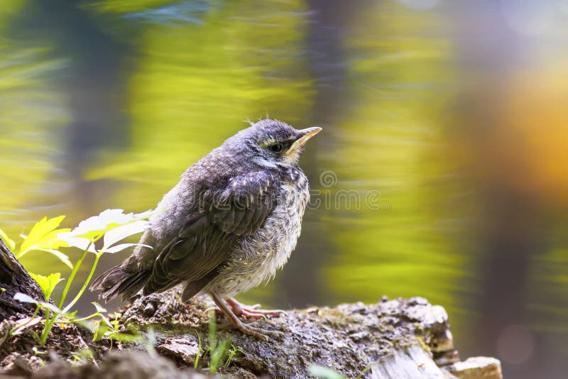 Funny Little Yellow Baby Bird a Blackbird is Sitting in a Sunny Stock Photo - Image of baby, animal: 130017480 Funny Little Yellow Baby Bird a Blackbird is Sitting in a Sunny Stock Photo - Image of baby, animal: 130017480