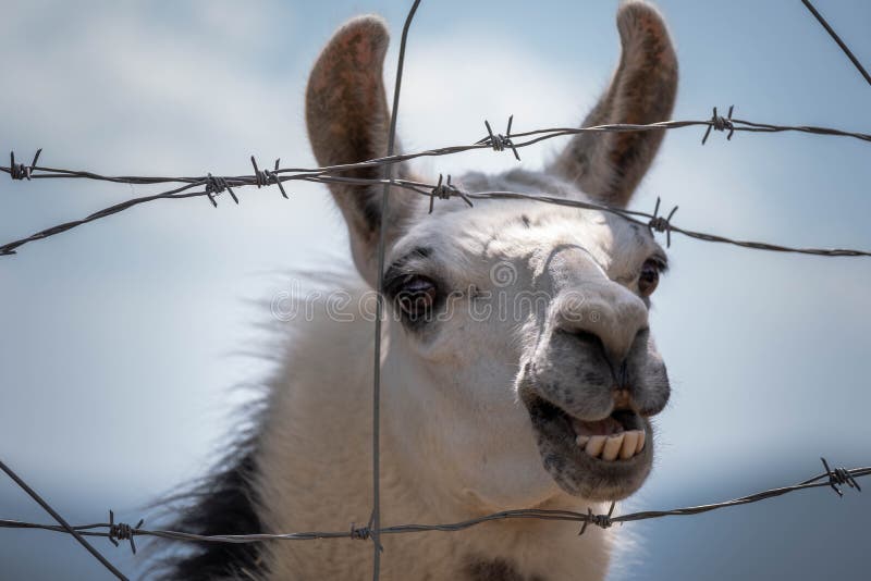 499 Lama Fence Photos Free Royalty Free Stock Photos From Dreamstime 499 Lama Fence Photos Free Royalty Free Stock Photos From Dreamstime