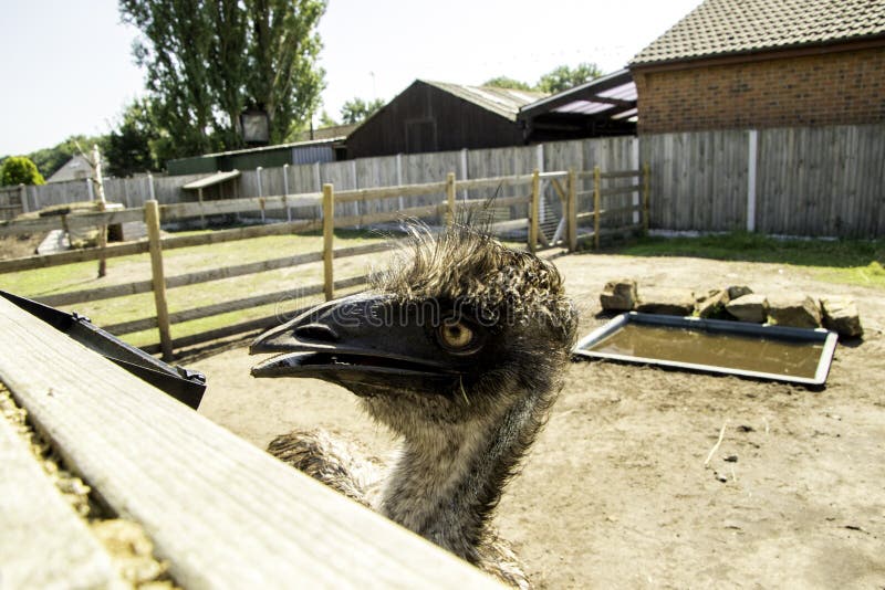 Emu stock photo. Image of learning, wild, hairy, treats - 157667860