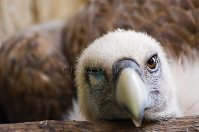 Funny Looking Vulture Picture. Image 2850113