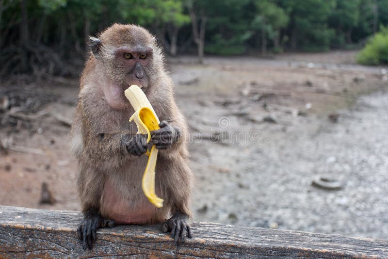 Funny Monkey Eating A Banana Stock Image Image of brown, asia 73419385