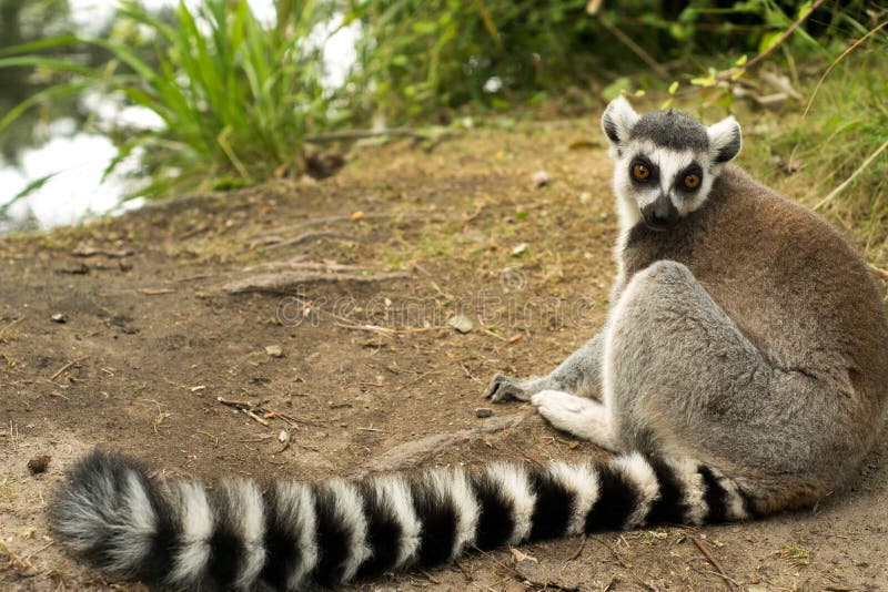 funny madagascar lemur at the zoo stock images funny madagascar lemur at the zoo stock images