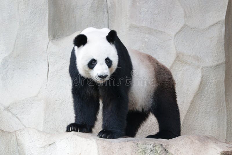 Funny Male Panda