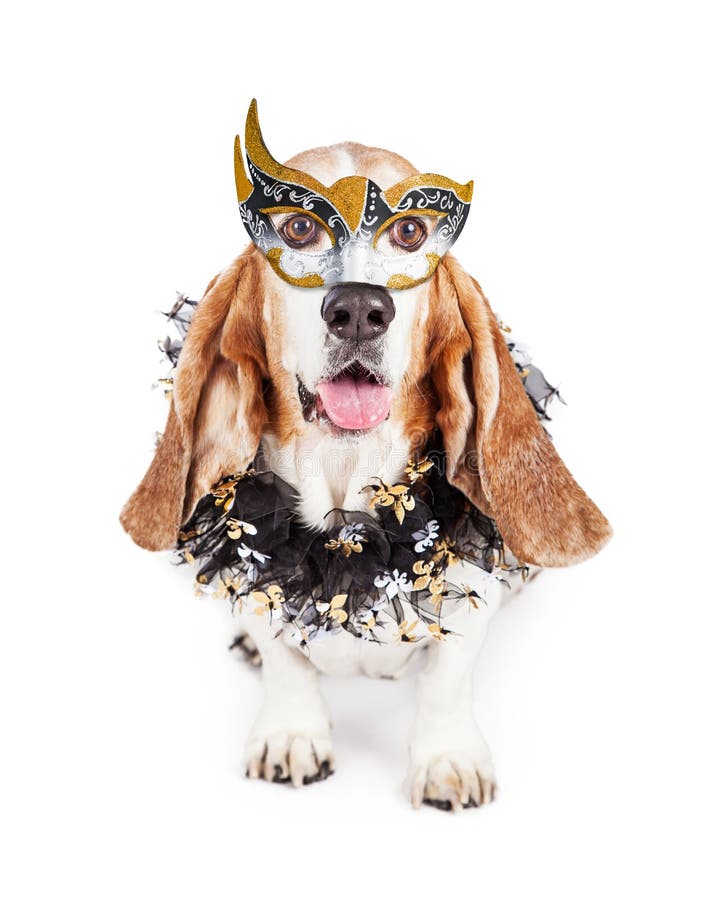 Funny photo of a happy Basset Hound breed dog wearing a black and gold Mardi Gras celebration mask and neck garland. Funny photo of a happy Basset Hound breed dog wearing a black and gold Mardi Gras celebration mask and neck garland