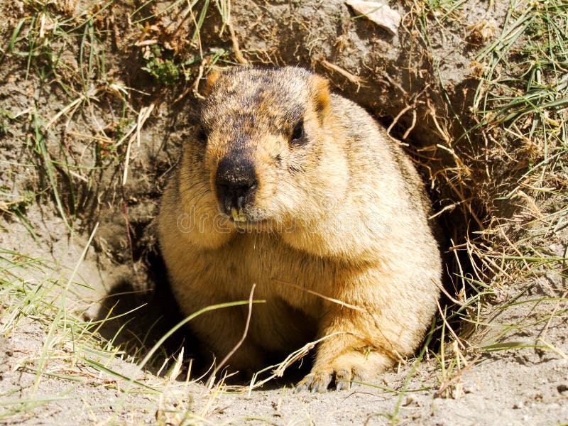 Funny marmot in the hole