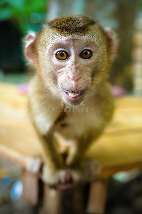 24,322 Funny Monkey Face Stock Photos - Free & Royalty-Free Stock Photos from Dreamstime 24,322 Funny Monkey Face Stock Photos - Free & Royalty-Free Stock Photos from Dreamstime