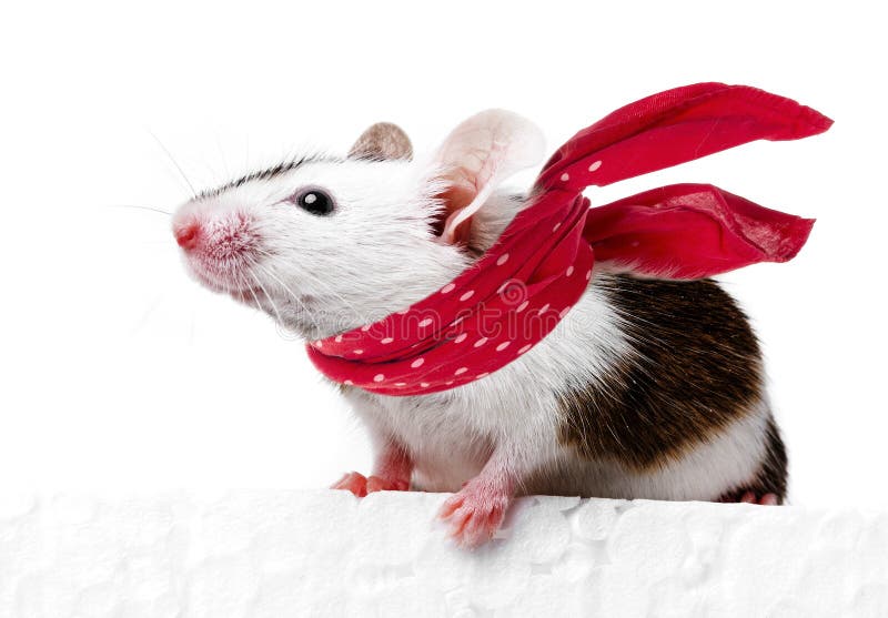 Funny mouse with red scarf stock photo. Image of rodent - 43043604