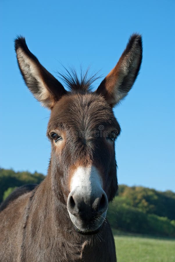 Funny mule stock photo. Image of funny, mammal, donkey 23922932
