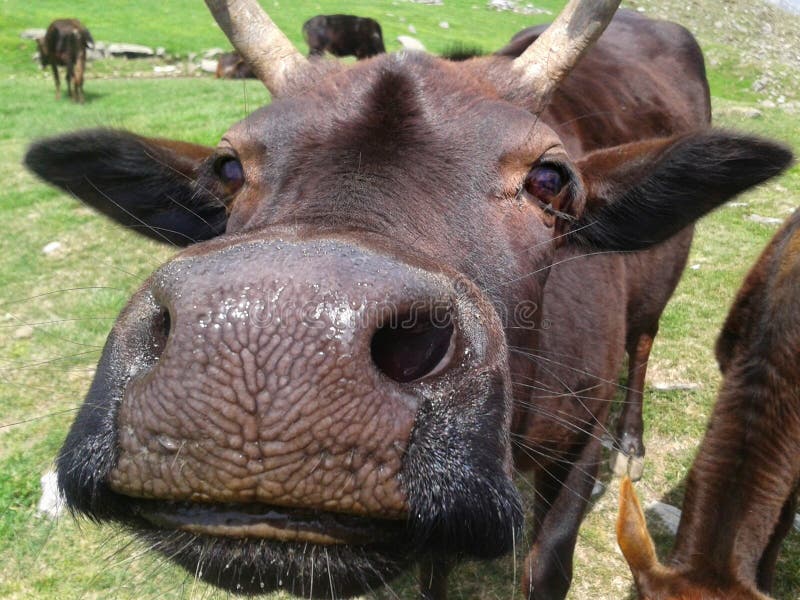 Funny nose of a cow`s face on the green field