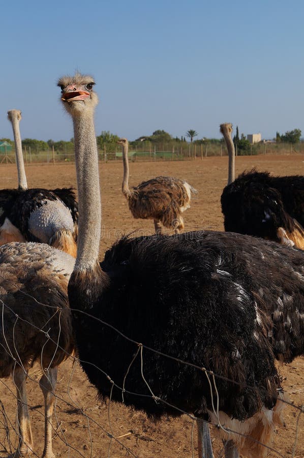 Funny Ostrich stock image. Image of spain, male, ratite - 27906851