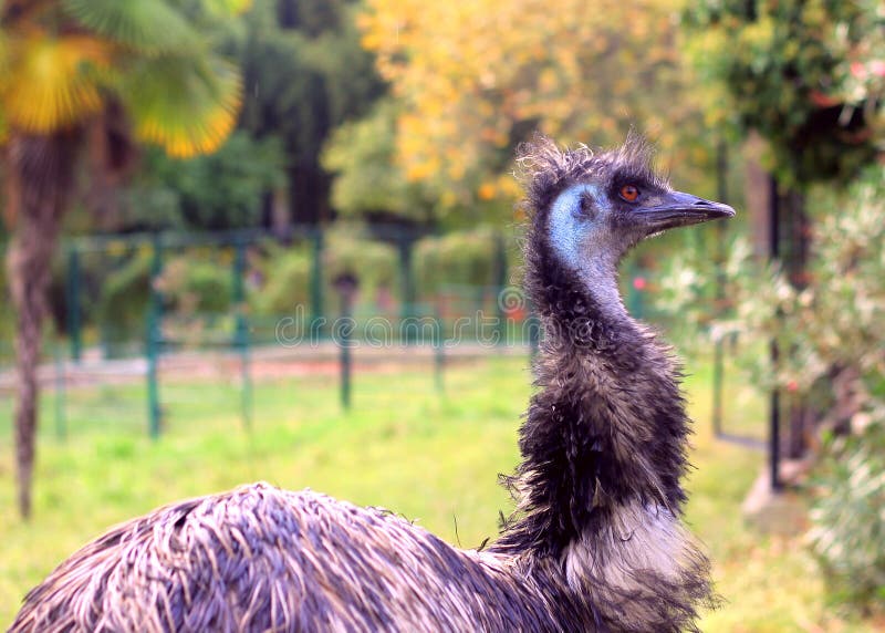 Funny ostrich stock image. Image of beautiful, head, butterfly - 61916271