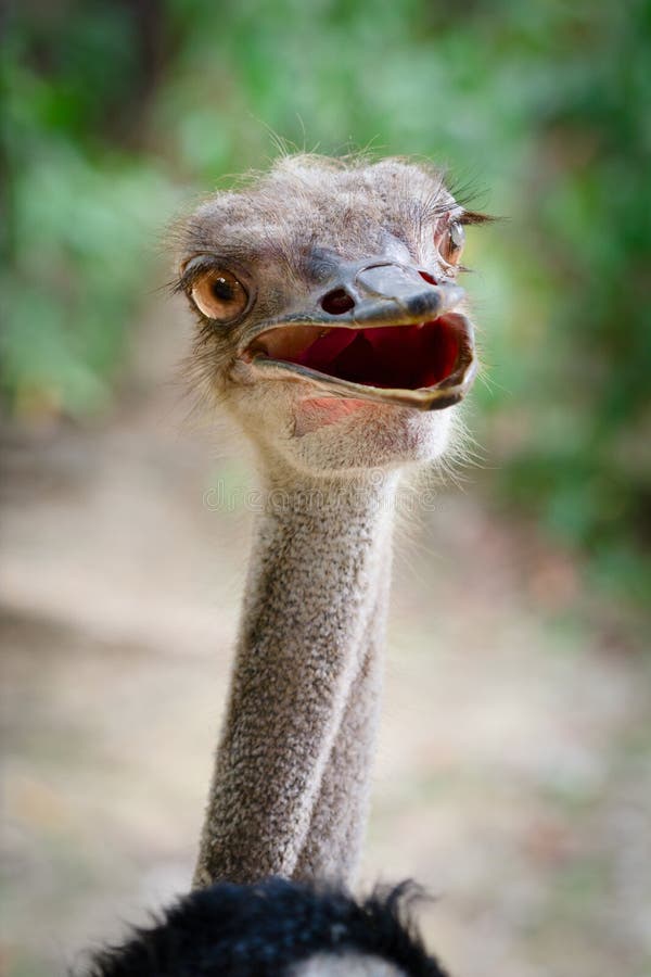 Funny ostrich bird head