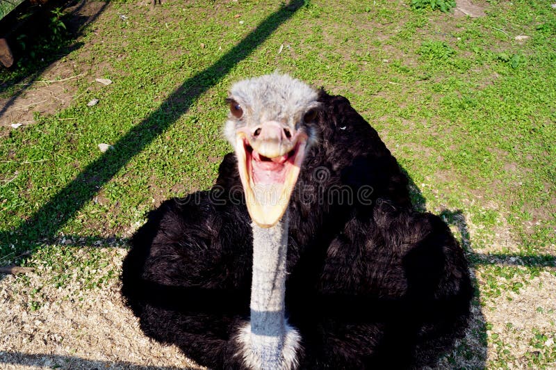 Smile, laugh, joy! Funny ostrich is laughing