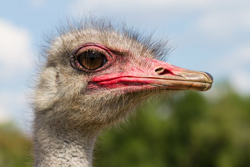 Funny ostrich male head closeup with big eye and pink beak with green background and selective focus