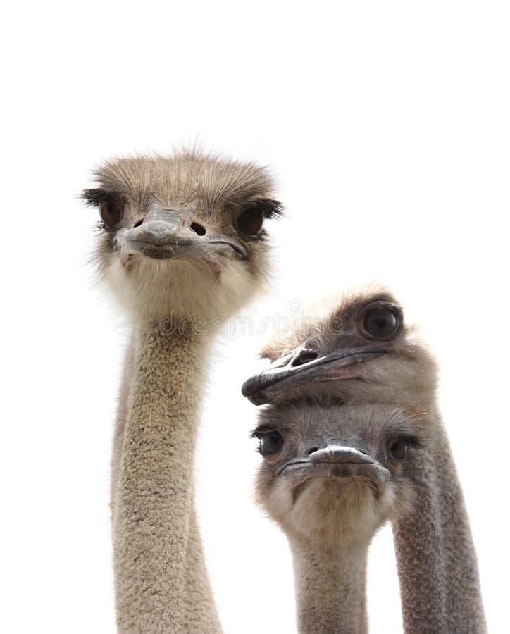 Funny ostriches