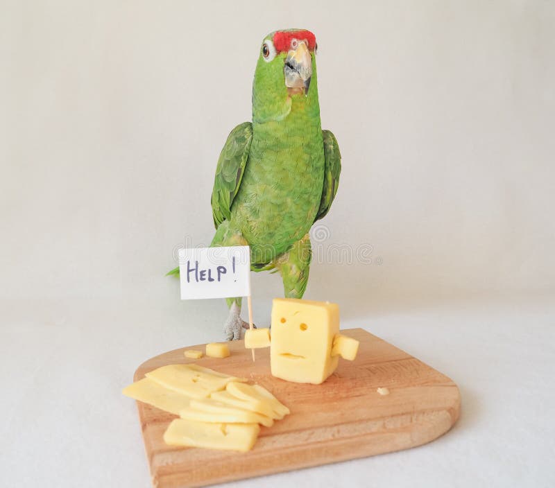 Funny Parrot Eating Cheese and Cheese Asks for Help. Stock Image