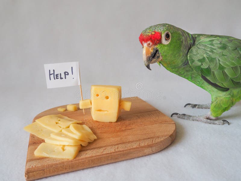 Funny Parrot Eating Cheese and Cheese Asks for Help. Stock Image