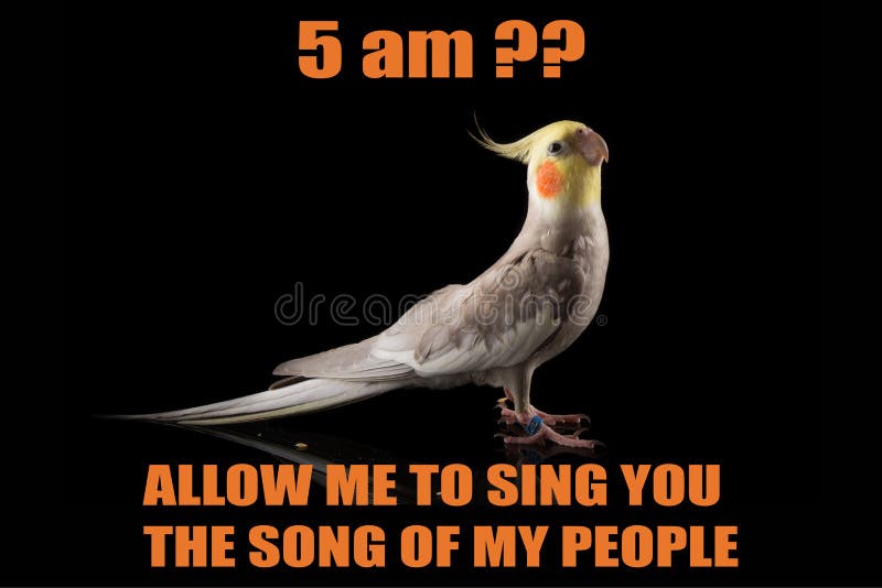 Funny Parrot meme, Cockatiel Portrait, 5 am, Let me sing you the song of my people. cool memes and quotes