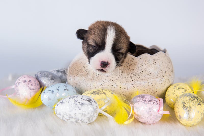 google hangouts easter eggs corgi google hangouts easter eggs corgi