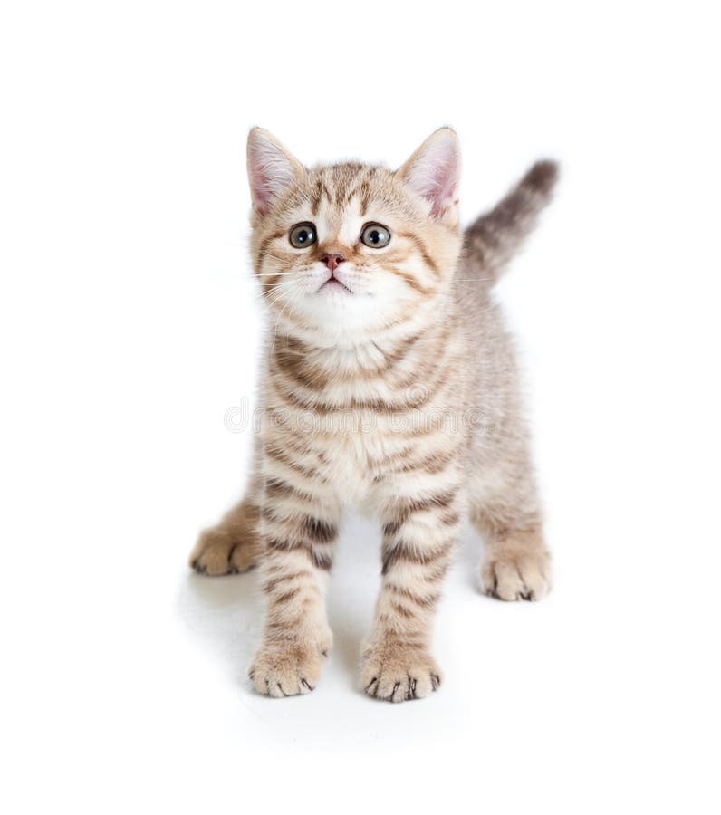 Funny pet baby cat kitten on white background
