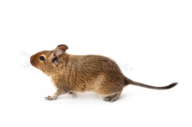 Young funny pet degu mouse isolated on a white background