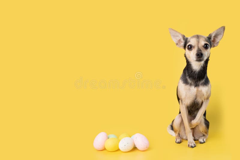 Funny Pet with Easter Eggs on Yellow Background, Dog Shops, Veterinary
