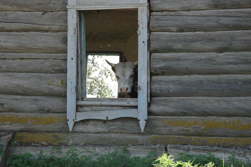 Funny photo, bull`s head in the window of the house. Funny photo, bull`s head in the window of the house