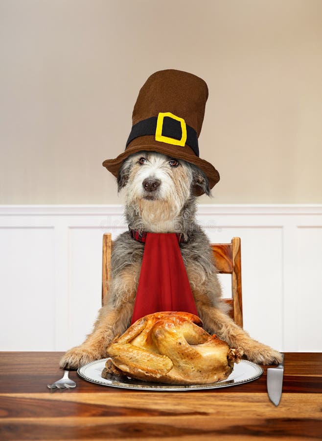 Funny photo of a dog wearing a pilgrim hat sitting at a table carving a Thanksgiving turkey. Funny photo of a dog wearing a pilgrim hat sitting at a table carving a Thanksgiving turkey