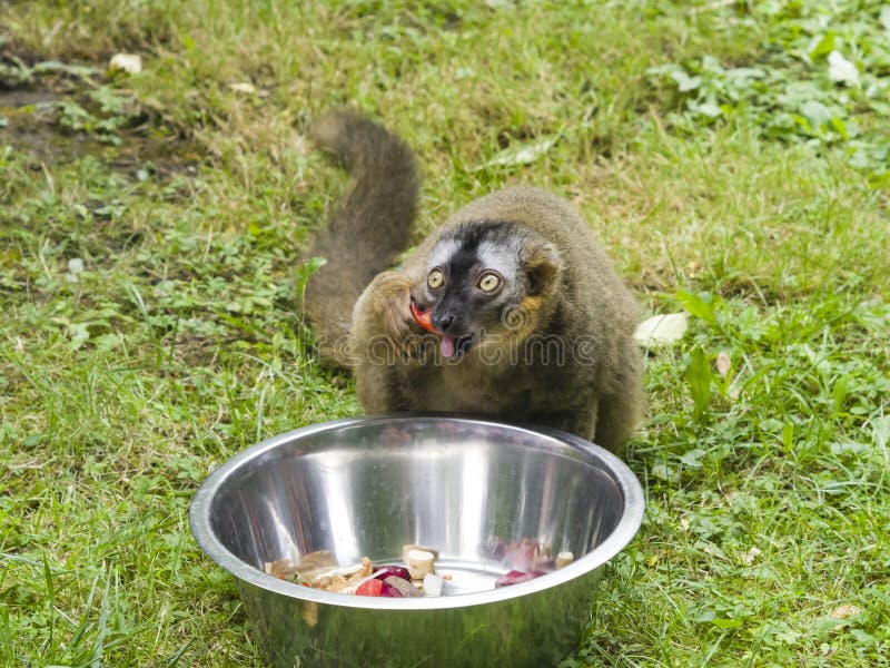 Funny photo of red-fronted lemur, Eulemur fulvus rufus, eating sweet bell pepper from metal bowl. Close-up portrait stock photo Funny photo of red-fronted lemur, Eulemur fulvus rufus, eating sweet bell pepper from metal bowl. Close-up portrait stock photo