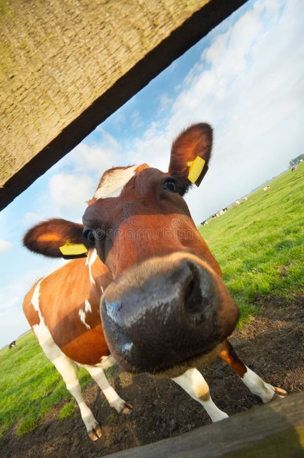 Funny picture of a baby cow