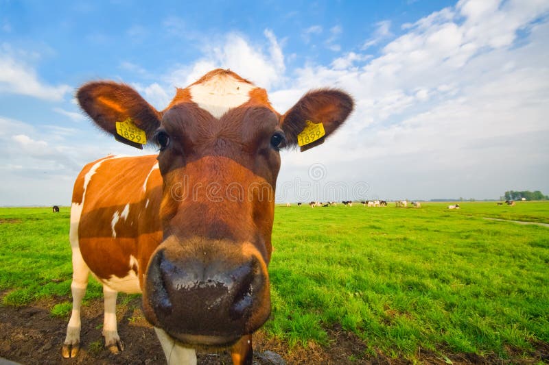 Funny picture of a baby cow