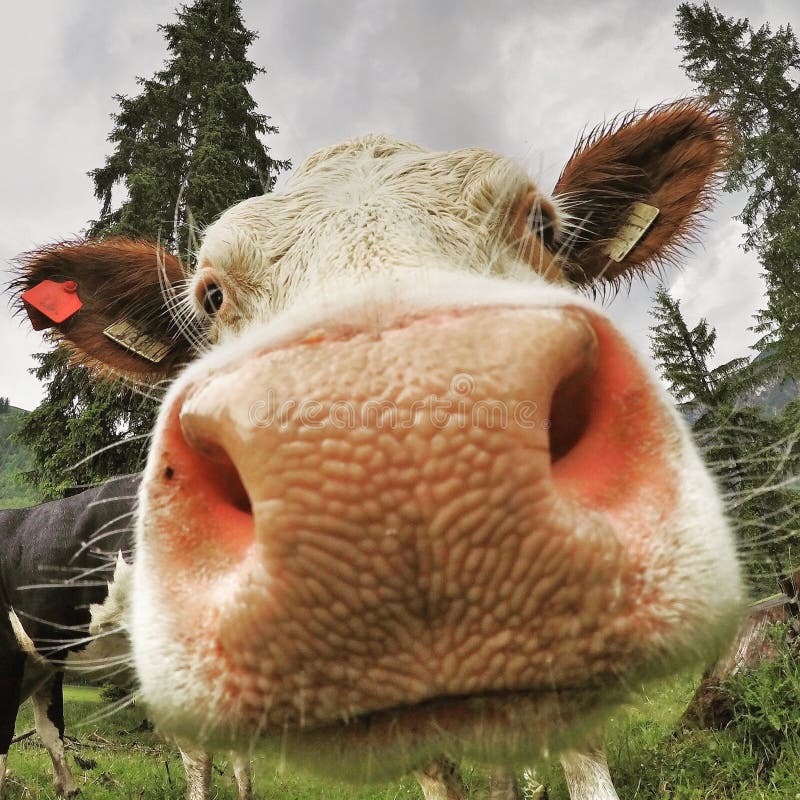 Funny picture of a cow closeup