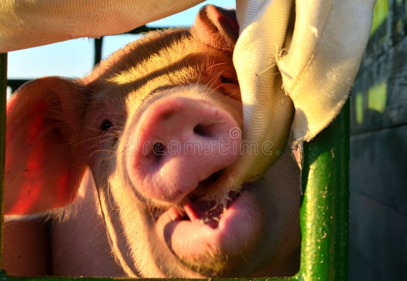 Funny Pig Playing with a Rag in an Aviary on a Farm. Stock Photo - Image of  farmhouse, abundance: 151408098
