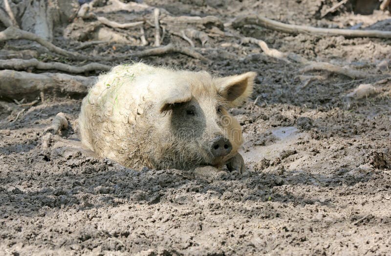 Funny pig sit in mud stock photo. Image of outdoor, natural - 188156922