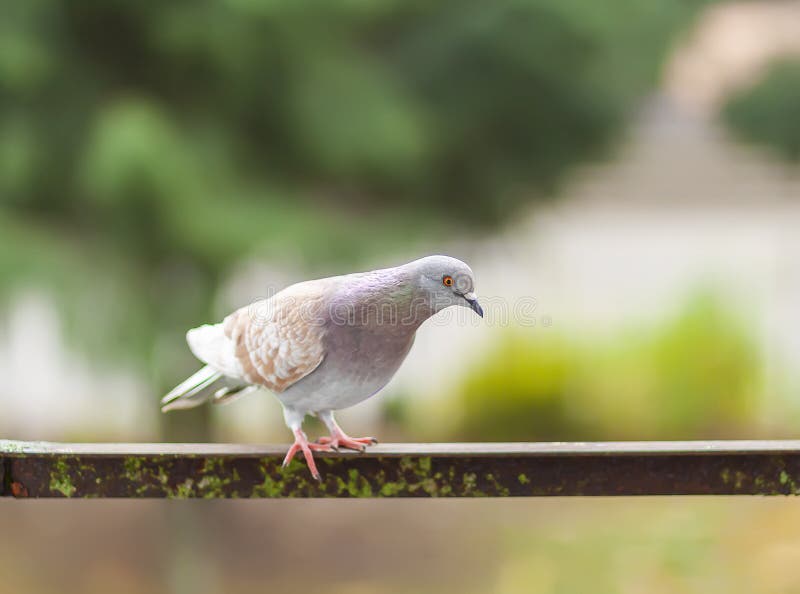 2,640 Funny Pigeon Stock Photos - Free & Royalty-Free Stock Photos from  Dreamstime
