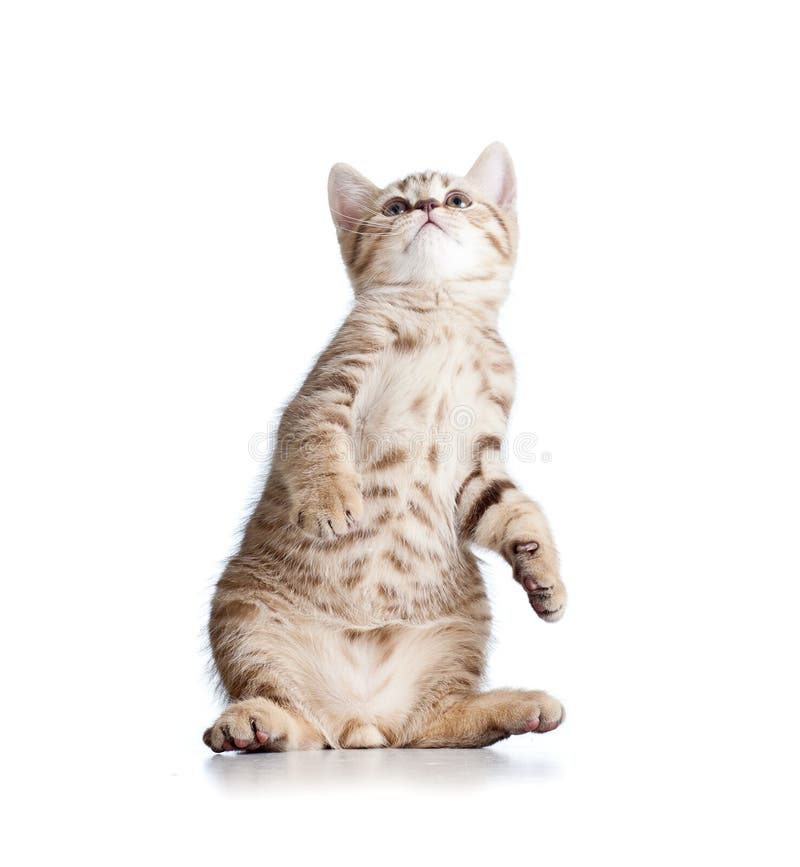 Funny playful cat on white background