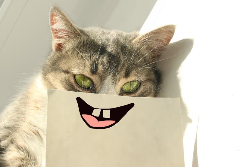 A funny playful gray cat with a smile and teeth on a white paper lies on a windowsill in the rays of the sun. Cheerful mood in a pet