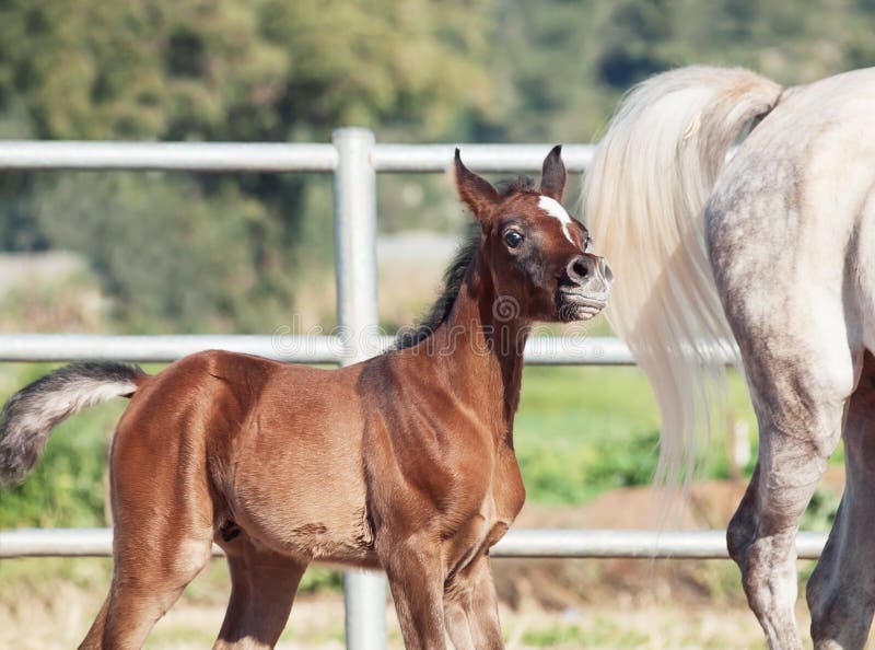 Funny portrait of arabian little foal with mom. Israel