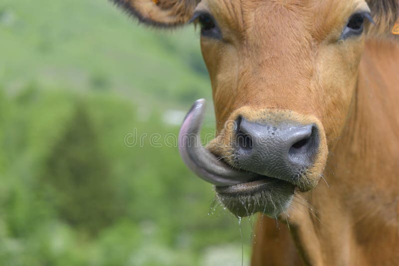 Funny portrait of a cow