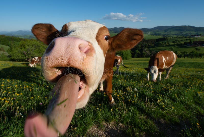 [Image: funny-portrait-curious-cow-pasture-poke-...032310.jpg]