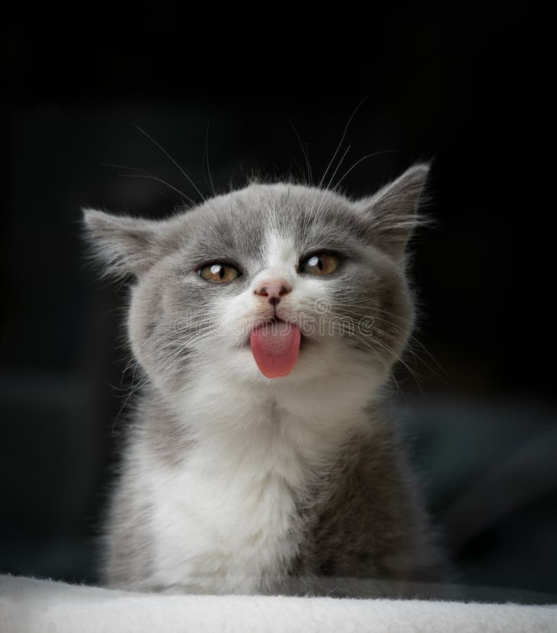 Cute Funny Cat Looking Suspiciously Or Angry On Black Background Stock  Photo - Download Image Now - iStock