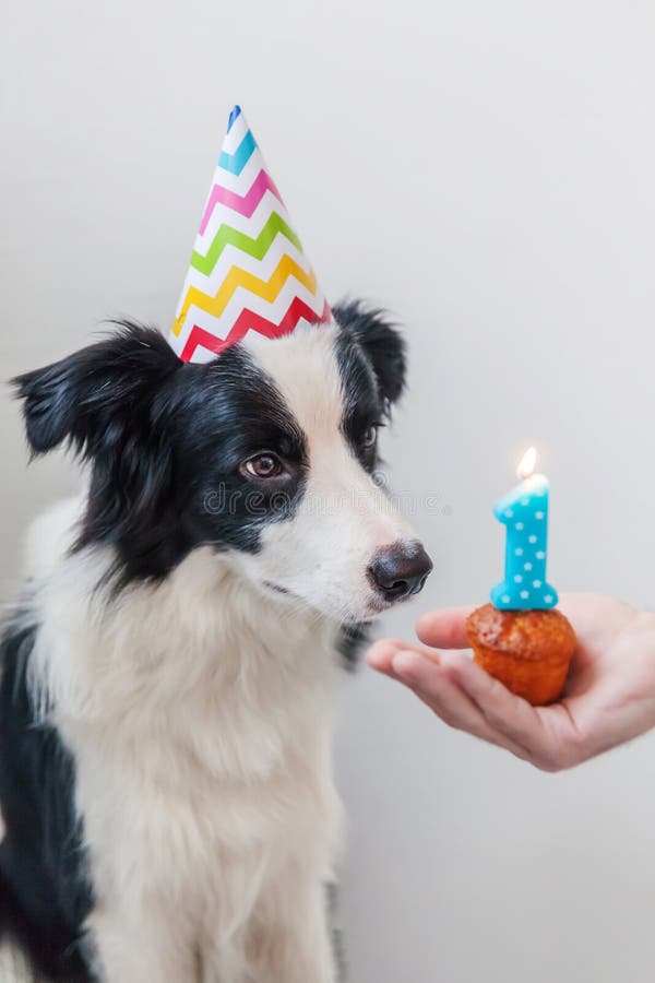 Birthday Cake Border Collie Stock Photos - Free & Royalty-Free Stock ...