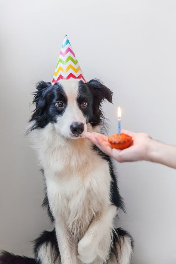 Funny Portrait of Cute Smilling Puppy Dog Border Collie Wearing ...